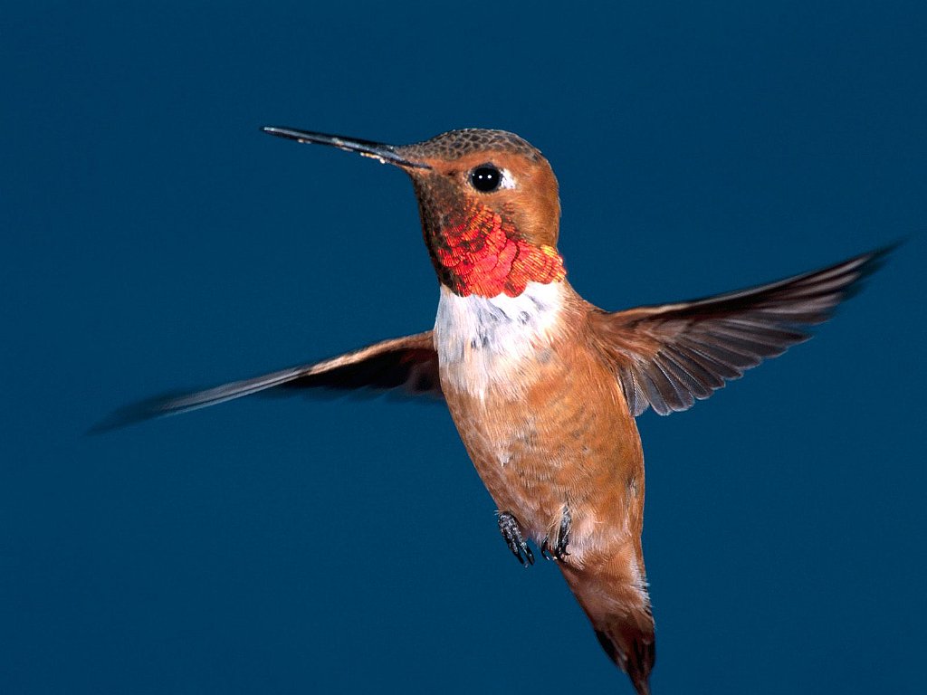 Rufous Hummingbird